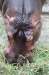 Hippo Eating Fresh Green Grass Stock Photo