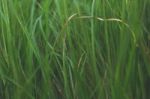 Close Up Green Grass Stock Photo