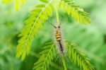 Caterpillar In Green Nature  Stock Photo