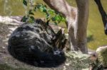 Binturong (arctictis Binturong) Asleep At The Bioparc In Fuengir Stock Photo