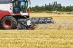 Harvesting Wheat Stock Photo