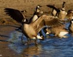 Canada Goose Shows His Beautiful Wings Stock Photo