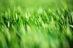 Green Grass Background Stock Photo