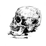 Drawing Human Skull On White Stock Photo