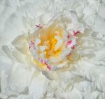 White Peony Stock Photo