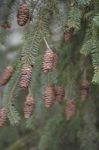 Pine Tree With Pine Cones Stock Photo