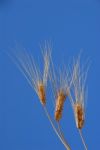 Wheat Ears Stock Photo