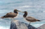 Juvenile Nazca Booby In Galapagos Stock Photo