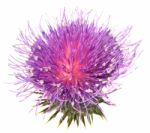 Thistle Stock Photo