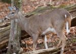 Photo Of A Deer In The Forest Stock Photo