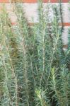 Freshly Aroma Herbs Growing In The Garden Stock Photo