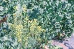 Chinese Kale Vegetable In Garden For Background Stock Photo