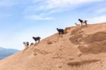 Group Of Mountain Goats On Sandy Hillside Stock Photo