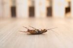 Dead Cockroach On Wood Background Stock Photo