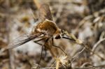 Bombyliidae Major Bee Fly Stock Photo