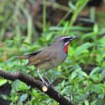 Siberian Rubythroat Stock Photo