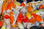 Colorful Many Koi Carps Fish Stock Photo