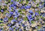 Dried Chicory Stock Photo