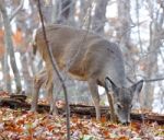 The Young Deer Is Eating Leaves Stock Photo