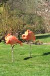 American, Caribbean And Greater Flamingo Stock Photo