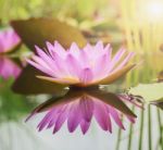 Lotus Flower Background Stock Photo