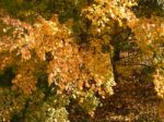 Autumn Tree Foliage Texture Stock Photo