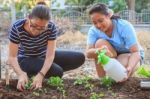 Mother And Young Daughter Planting Vegetable In Home Garden Field Use For People Family And Single Mom Relax Outdoor Activities Stock Photo