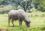 Buffalo Grazing In A Field Stock Photo