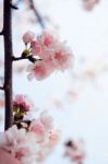 Cherry Blossom With Soft Focus, Sakura Season Background Stock Photo