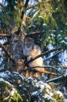 Lynx In A Winter Forest Stock Photo