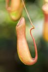 Pitcher Plant Stock Photo