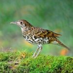 White Thrush Stock Photo