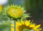 Young Sunflowers, Sunflowers Are Grow Against A Bright Sky, Unseen Thailand Flowers.  Stock Photo