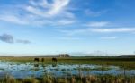 Three Horses Grazing On The Farm Stock Photo