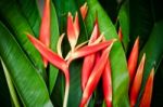 Beautiful Orange Flowers Stock Photo