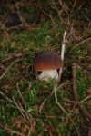 Small Fat Toadstool Stock Photo