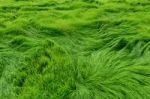 Rice Field Stock Photo