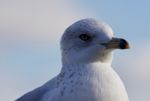 Beautiful Isolated Picture With A Cute Gull Stock Photo