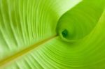 Banana Leaves Stock Photo