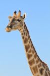 Giraffe - African Wildlife Background - Long Neck Stock Photo