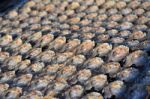 Row Of Salt Fish Dry Under The Sun Stock Photo