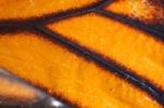 Extreme Macro Of Butterfly Wing Texture Stock Photo