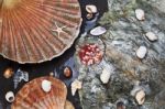 Sea Shells On Wet Stones Stock Photo