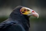 Isolated Photo Of A Buzzard Looking Aside Stock Photo