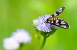 Wasp Moth Or Eressa Angustipenna Stock Photo