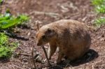 Prairie Dog (cynomys) Stock Photo