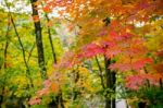 Maple In Autumn In Korea Stock Photo