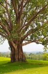 Old Big Tree Stock Photo