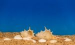 Minimalist Background Representing The Summer With Snails Clams Goggles And Sand On Celestial Stock Photo