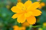 Cosmos Beautiful Yellow Flowers. Bloom Flourish Bloom Colors Contrast With The Green Of The Leaves And Trees Stock Photo